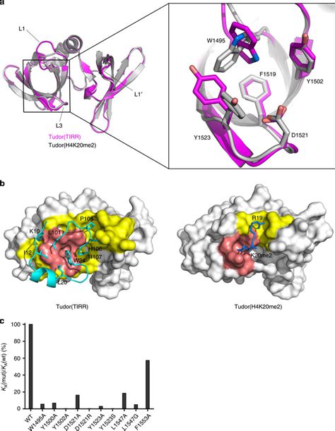 tudor tandem domain of 53bp1|53bp1 binding partner.